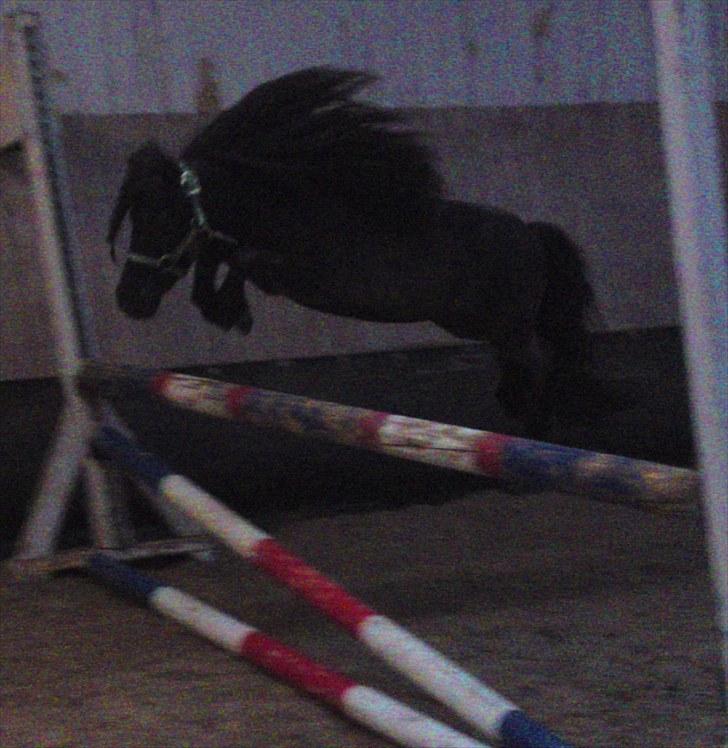 Miniature Elvis Olsen - løsspring, ca 85 cm maj 2010 billede 13