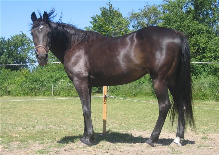 Traver Lizette Lund †090608† - Min dejlige Lizette nåede at blive 24 år i Juni 2008 billede 2