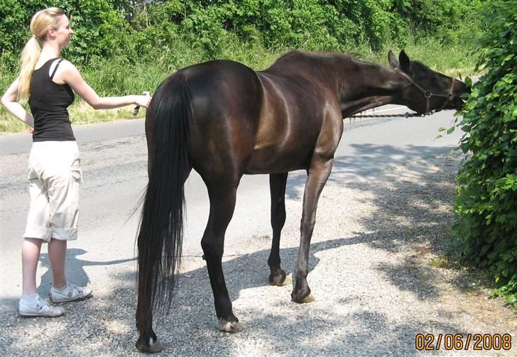Traver Lizette Lund †090608† - Tager lige en bid af hækken:-) billede 3