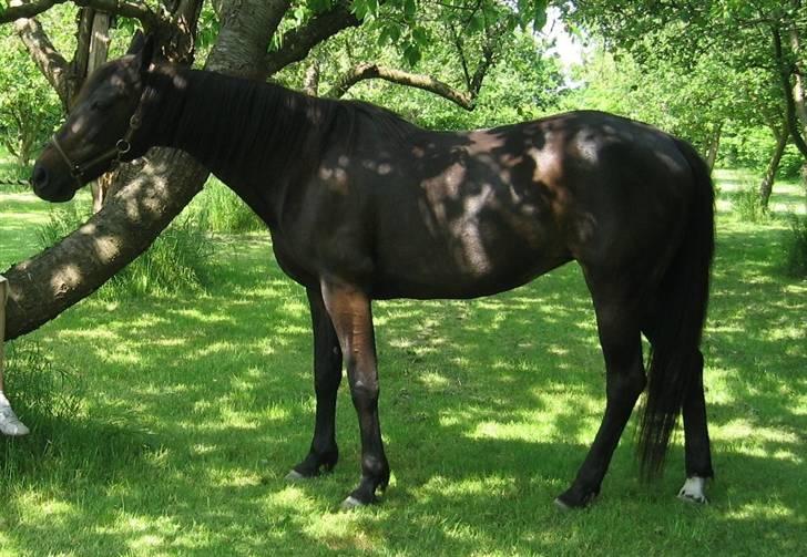 Traver Lizette Lund †090608† - På tur i æblehaven billede 4