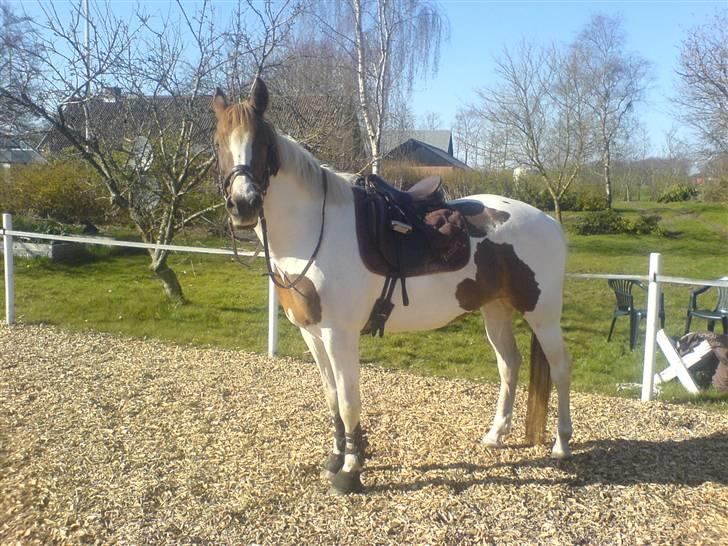 Pinto Bailey *Solgt* billede 1