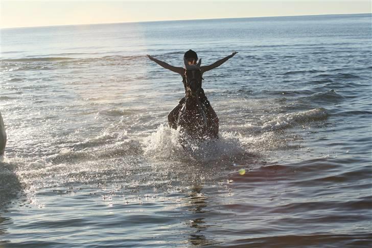 Anden særlig race Cassiopeia - stranden<3 08 billede 19