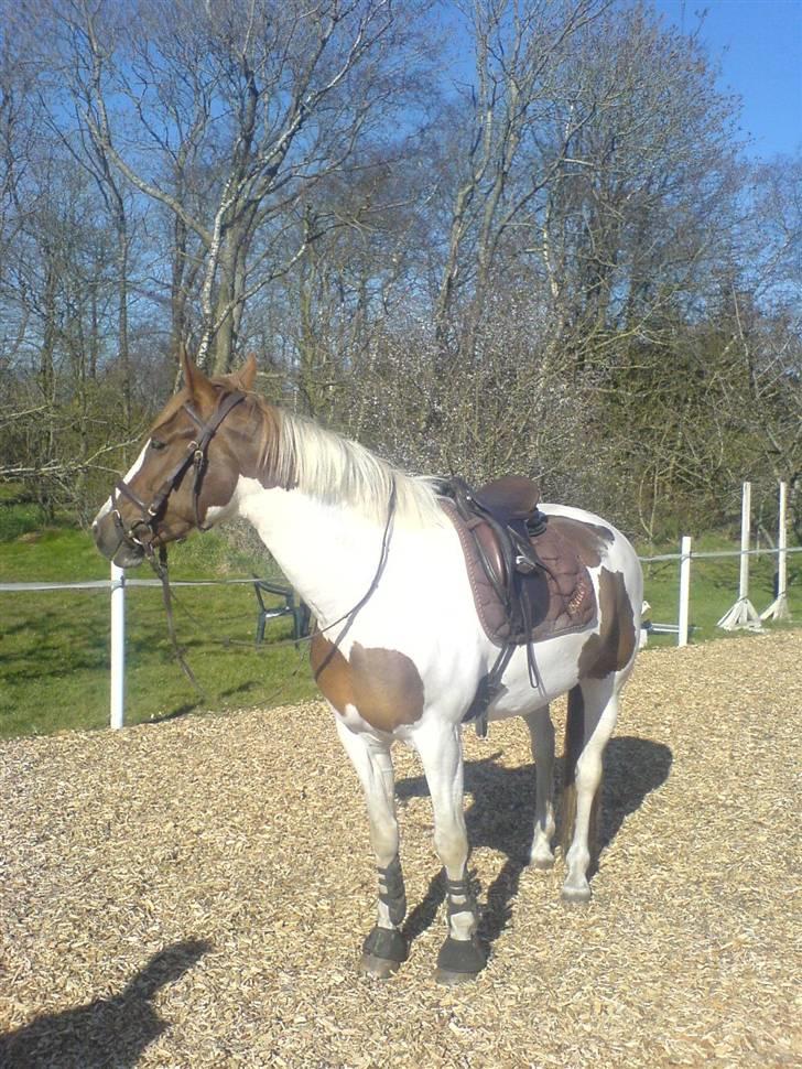 Pinto Bailey *Solgt* billede 2