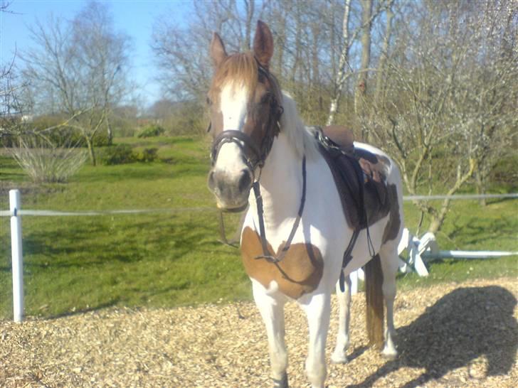 Pinto Bailey *Solgt* billede 3