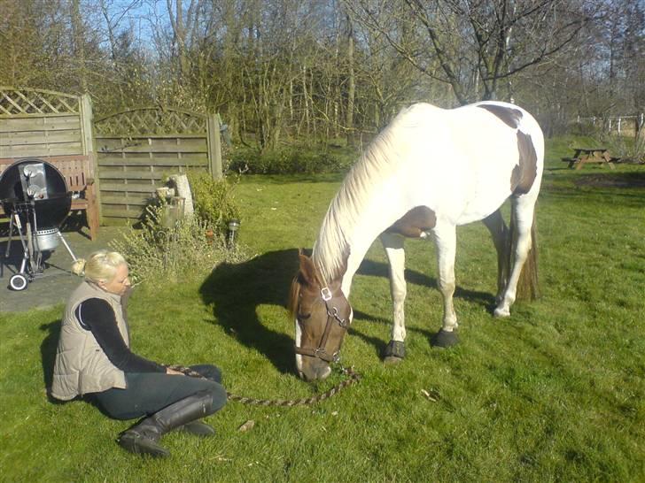 Pinto Bailey *Solgt* billede 4