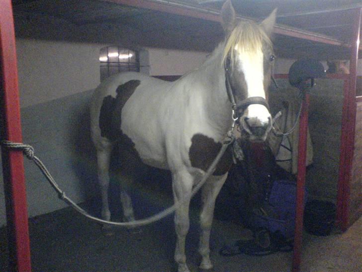 Pinto Bailey *Solgt* billede 5