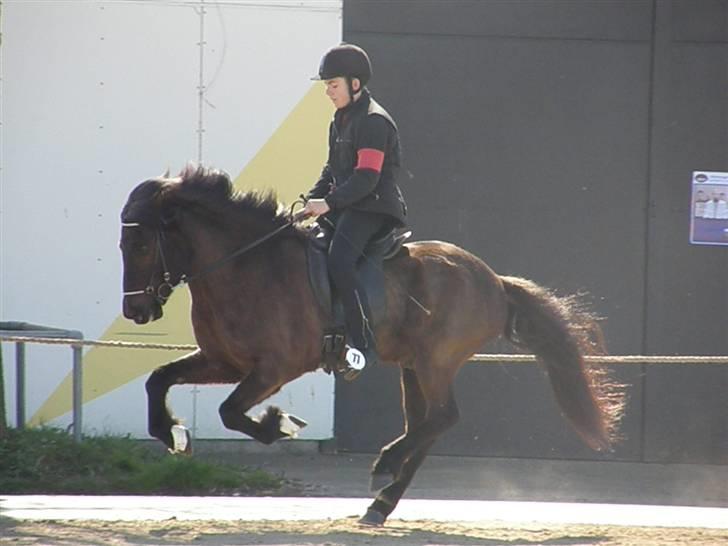 Islænder Kári fra rødstenskær billede 8