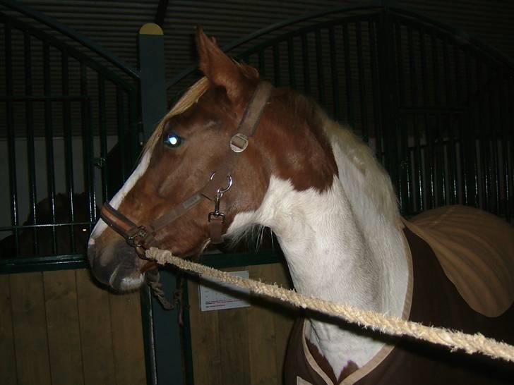 Pinto Bailey *Solgt* billede 6