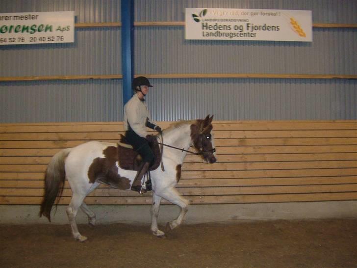 Pinto Bailey *Solgt* billede 7