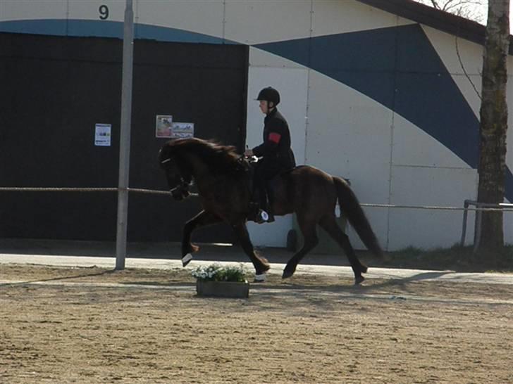 Islænder Kári fra rødstenskær billede 11