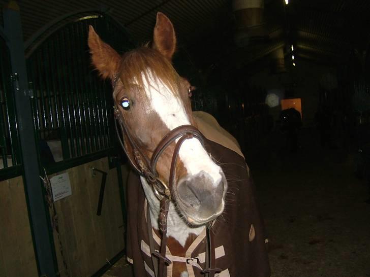 Pinto Bailey *Solgt* billede 8