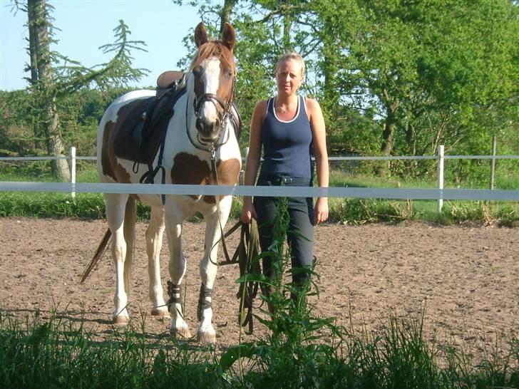 Pinto Bailey *Solgt* billede 9