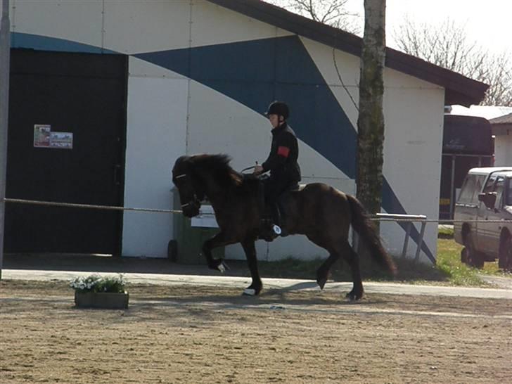 Islænder Kári fra rødstenskær billede 12
