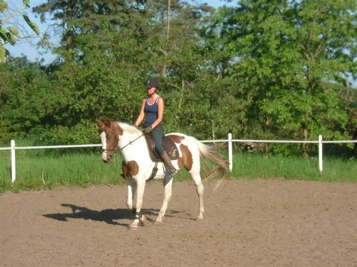 Pinto Bailey *Solgt* billede 10