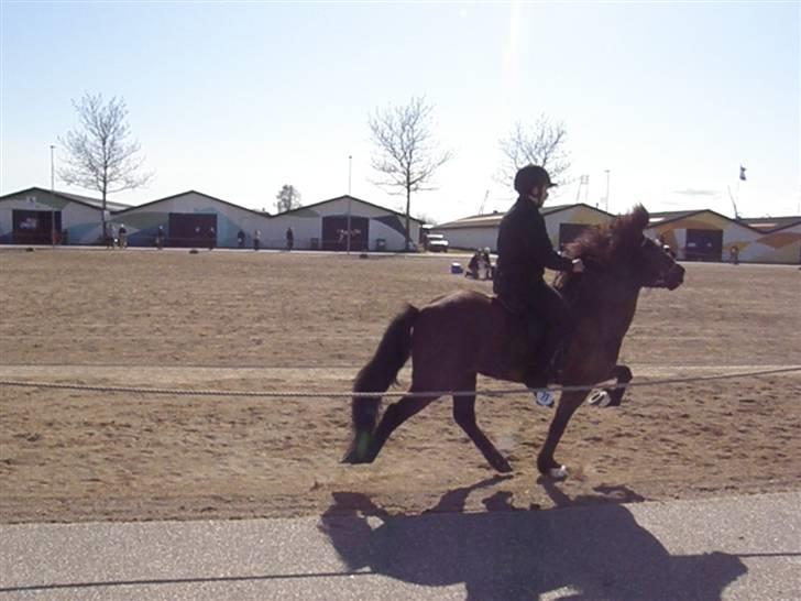 Islænder Kári fra rødstenskær billede 14