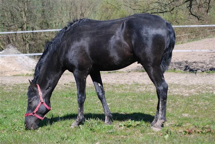 Cruzado lucho billede 11