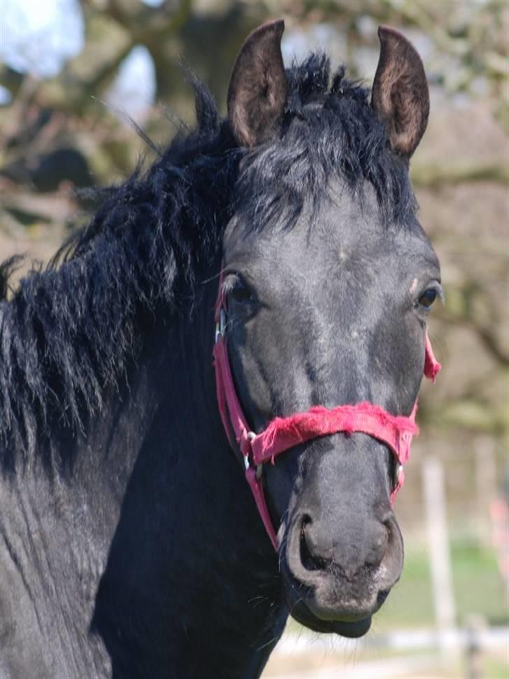 Cruzado lucho billede 12
