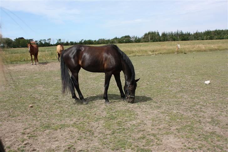 Oldenborg Fus (Solgt) - Fus på marken på Østerbrønderup Foto: Iben  billede 4