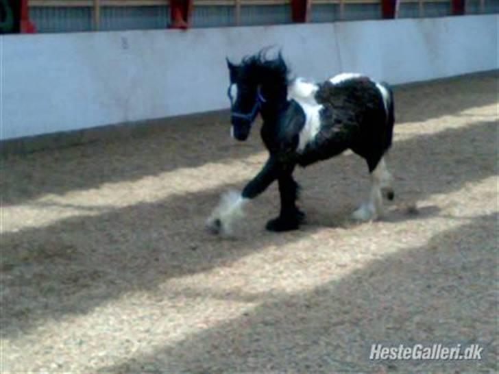 Anden særlig race Damgaard's Thor (Curly) - Måske jeg liiige kan få lokketen mig til en gulerod, hvis jeg nu gør mig umage med at løfte mine ben og lave kunster!! xb billede 1