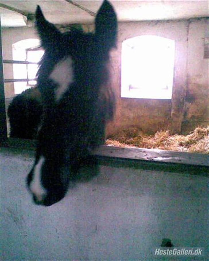 Anden særlig race Damgaard's Thor (Curly) - Der hvor han stod før..  billede 3