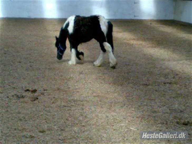 Anden særlig race Damgaard's Thor (Curly) - Må jeg godt rulle mig?? Jeg skal lige se om det er noget ved... ( Det svære, det var ikke noget ved for Curly s; ) billede 4