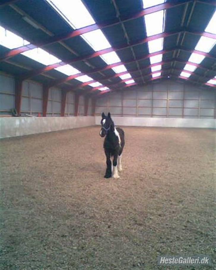 Anden særlig race Damgaard's Thor (Curly) - Nu er jeg altså ved at være træt.. - Får jeg en gulerod? xb<33 billede 5