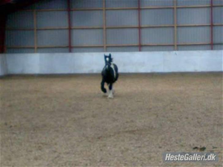 Anden særlig race Damgaard's Thor (Curly) - Hvem kaldte??, jeg kommer nu ;D <33 -efter en gulerod måske? jeg spørger pænt ;D <3 billede 6