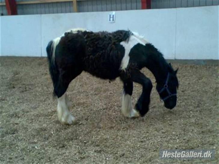 Anden særlig race Damgaard's Thor (Curly) - Jeg vil altså se om jeg ikke kan se om jeg kan rule mig her.. hvis det ellers er noget ved .. billede 7