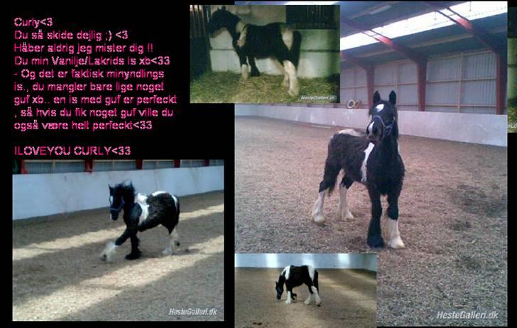 Anden særlig race Damgaard's Thor (Curly) - Curly<3 Jeg elsker dig skat., <33 billede 8
