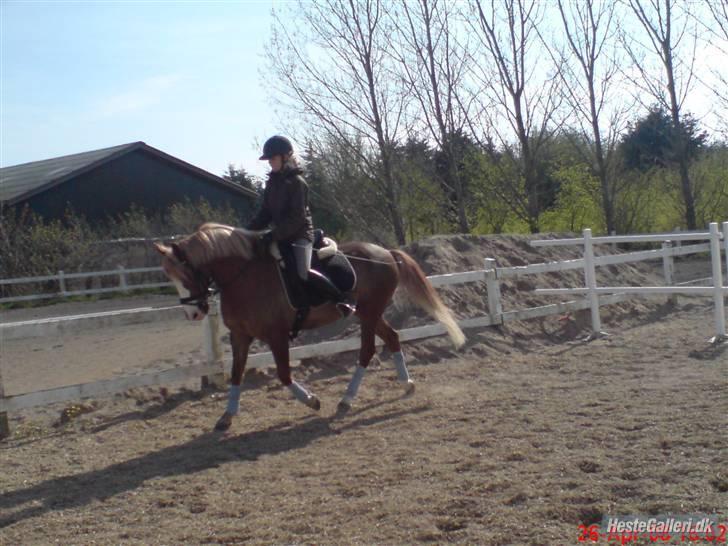 Irish Cob sjors, SOLGT;*( - sjosen og jeg igen vi rider dressur heeh:) billede 13