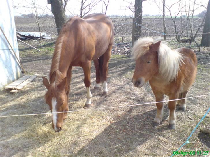 Traver Simon Langkjær - april 2008 billede 20