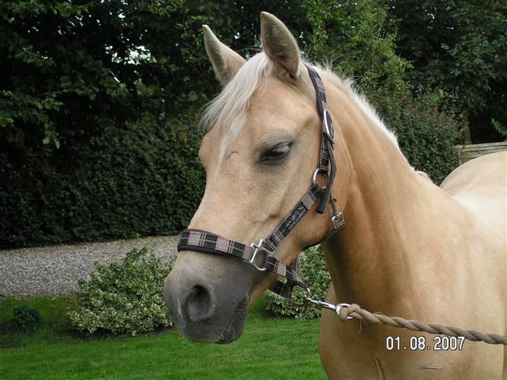 Palomino Imke #SOLGT# - Du har et mega kønt hovede :) billede 9