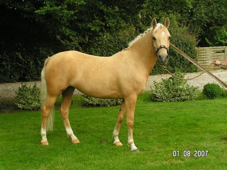 Palomino Imke #SOLGT# - En dejlig palomino pony, elsker dig Imke billede 11