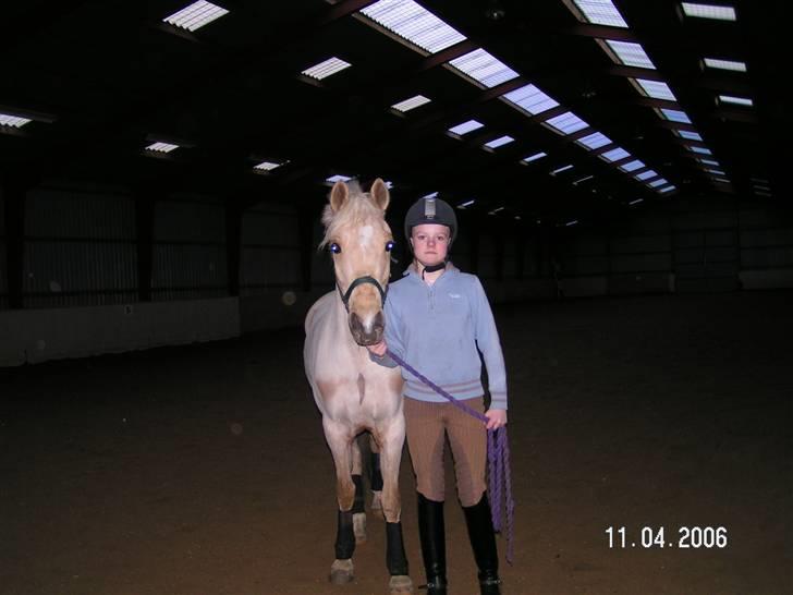 Palomino Imke #SOLGT# - Vi prøver på at være modeller.  billede 15