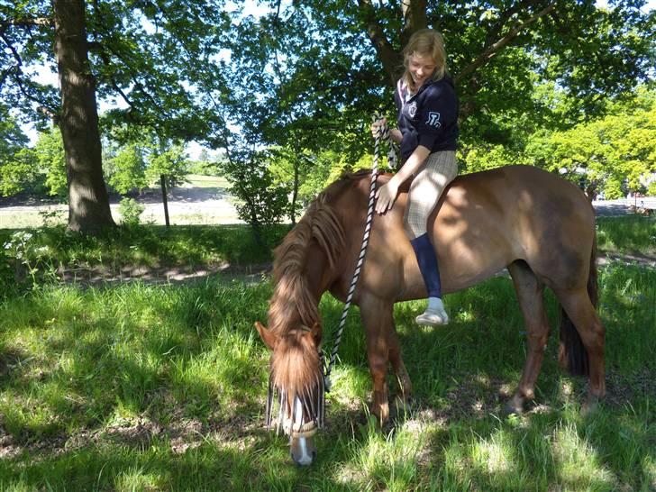 New Forest Wendy - udlånt :D - Wendy og jeg på græsmarken :D billede 19