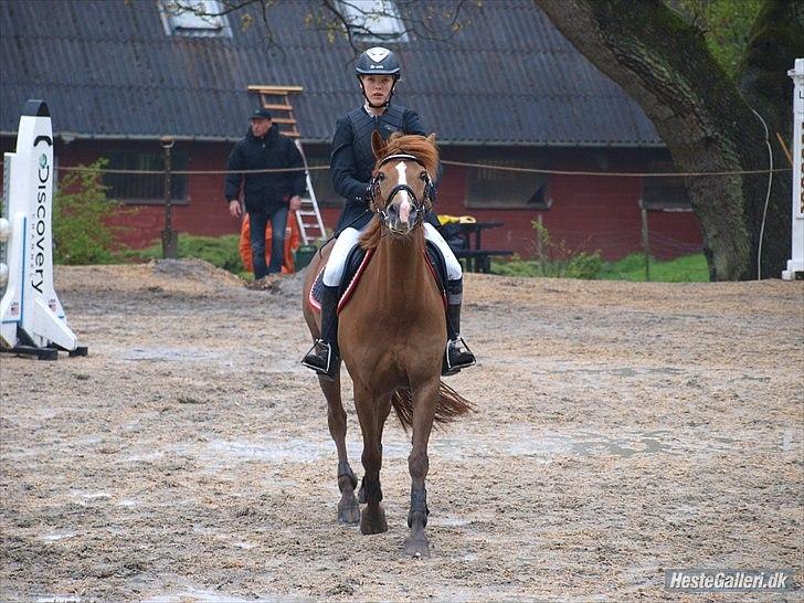 New Forest Wendy - udlånt :D - Egenes stævne d.15 maj 2010  billede 20