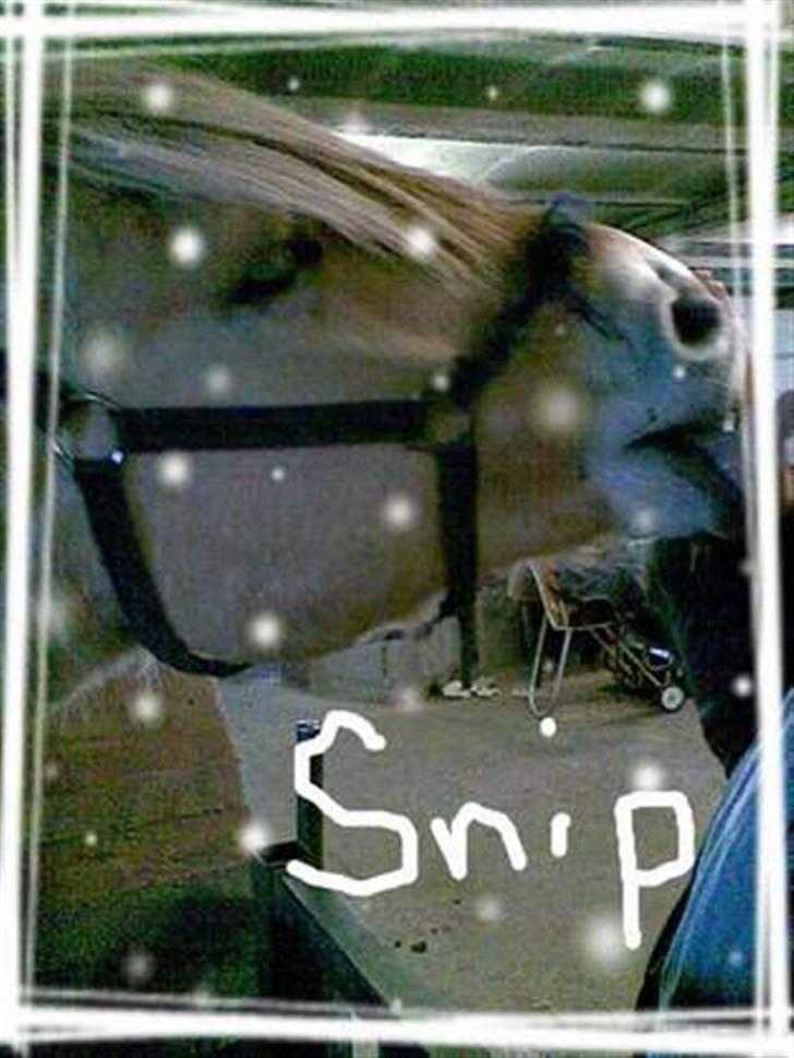 Fjordhest Snip - Er lavet af en her inde på hestegalleriet. billede 6