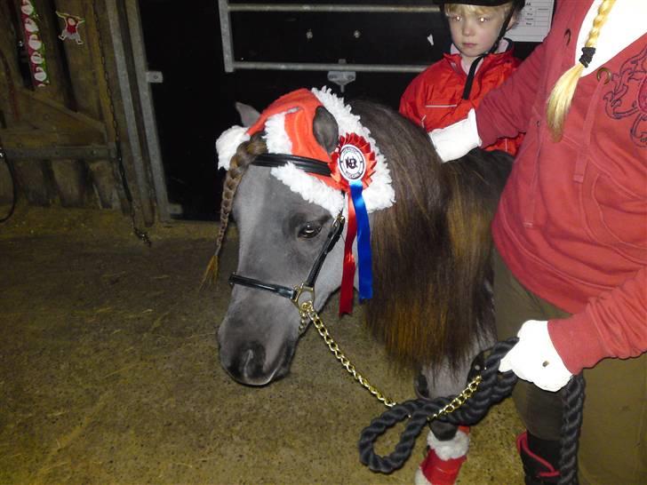 Miniature Elvis Olsen - Vi Sprang en fejlfri runde til nissespring og fik en roset med hjem :) dec. 2009 billede 16