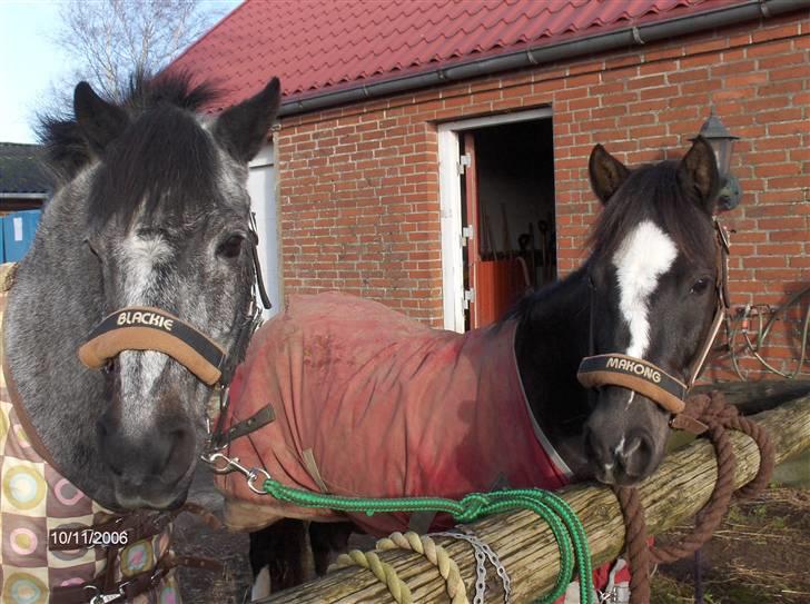 Anden særlig race Blackie - Solgt :( - Gammelt billed af blackie og min tidligere pony sødal makong.. billede 11