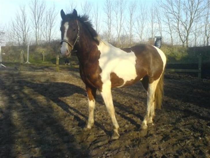 Pinto Hedens Chateau billede 1