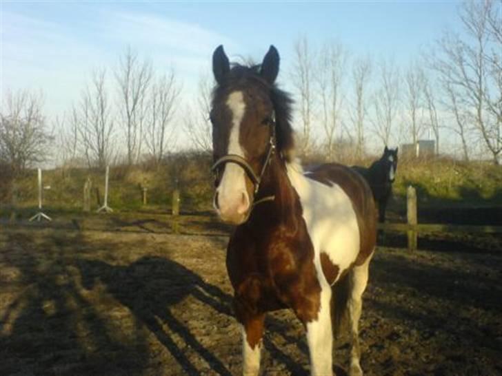 Pinto Hedens Chateau billede 2