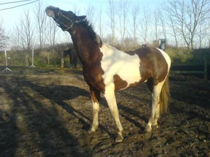 Pinto Hedens Chateau billede 4