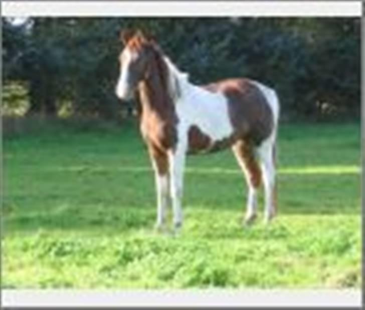 Pinto Hedens Chateau billede 5