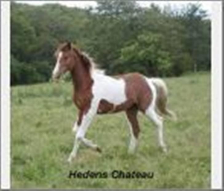 Pinto Hedens Chateau billede 6