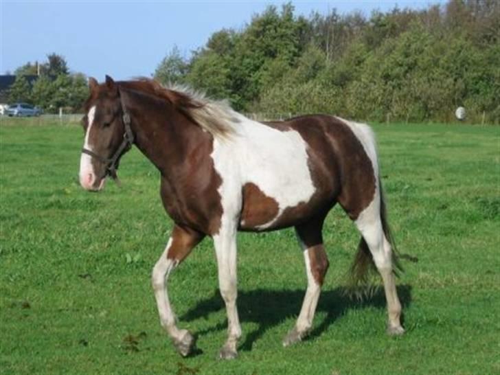 Pinto Hedens Chateau billede 7