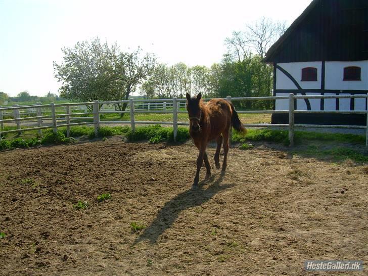 Standardbred Olympia(passer hende) - Her ses jeg i fuld figur billede 17