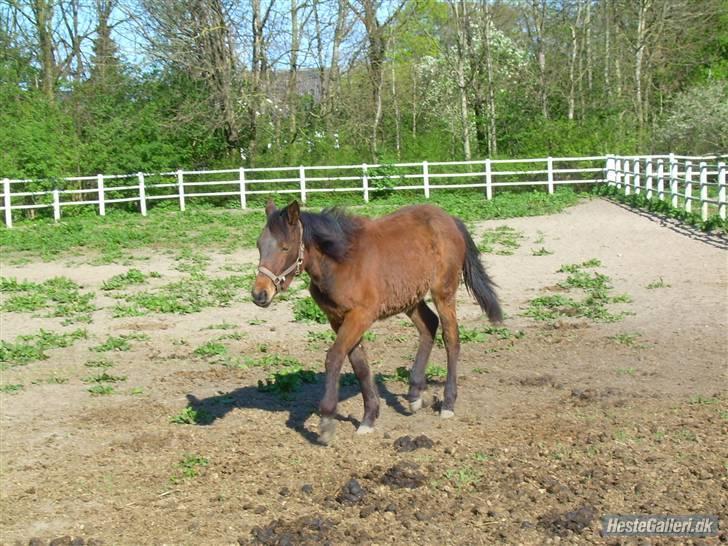 Standardbred Olympia(passer hende) - Her går jeg op mod Diana billede 19