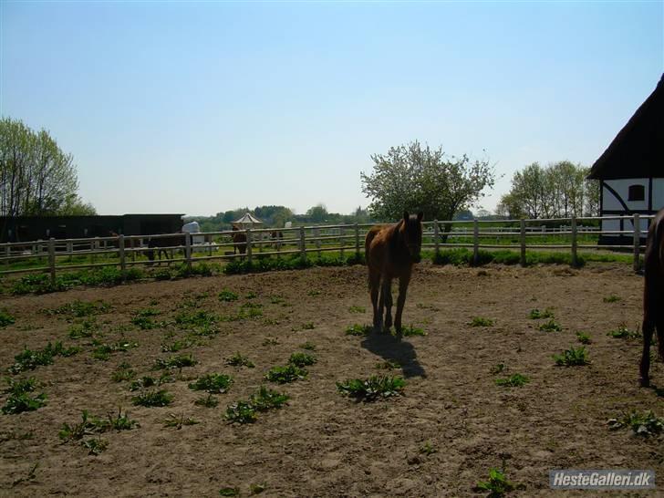 Standardbred Olympia(passer hende) - Desværre lidt langt fra men jeg gad ikke gå længere op til Diana hun måtte komme til mig hvis hun vil noget billede 20