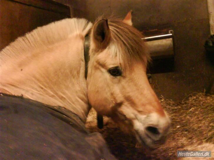 Fjordhest Tumle [Tidl. part] - 9) Det er hårdt at være pony! | Foto : Signe. billede 9