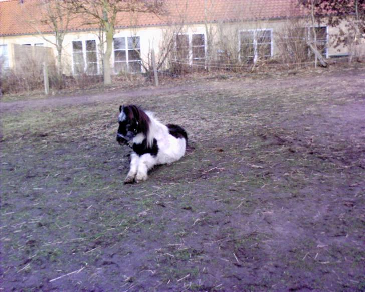 Shetlænder Plet - Han kunne vist ikke komme helt op igen billede 16